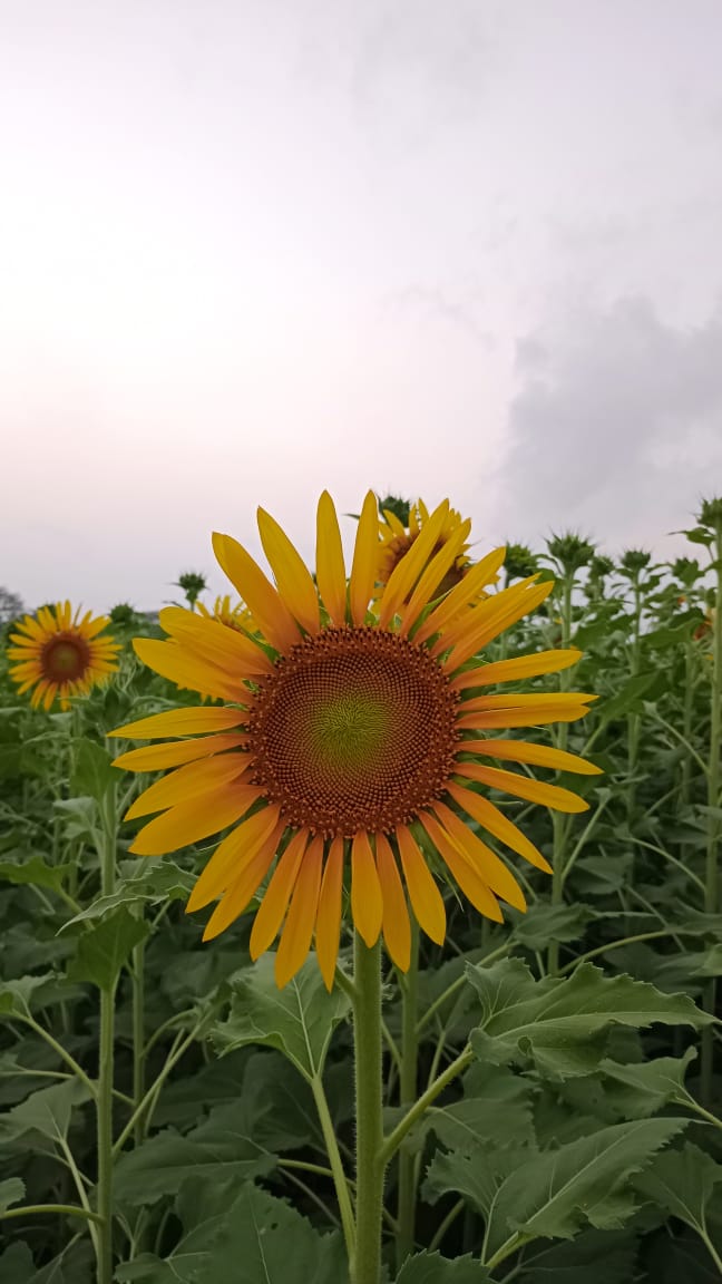 Sunflower- A means of living in Coastal Area